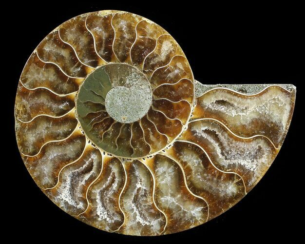 Agatized Ammonite Fossil (Half) #68818